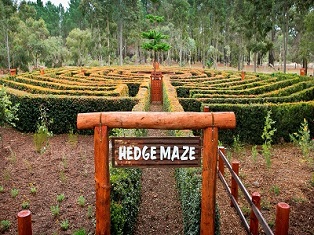 The Maze The Maze